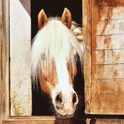 Le cheval est un professeur de sincérité, de courage et de grandeur 🐎♥️💊